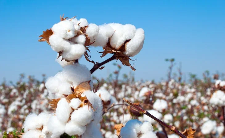 What is Organic Cotton?